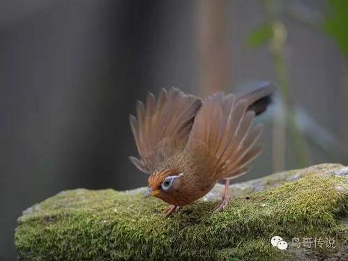 捉画眉鸟下套技巧视频,捉画眉鸟下套技巧揭秘